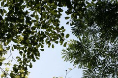 Broussonetia luzonica